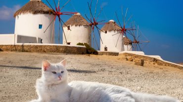 🐾 Why Are There So Many Cats in Greece?